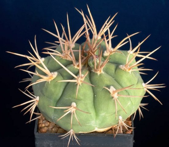 Gymnocalycium_eurypleurum_3